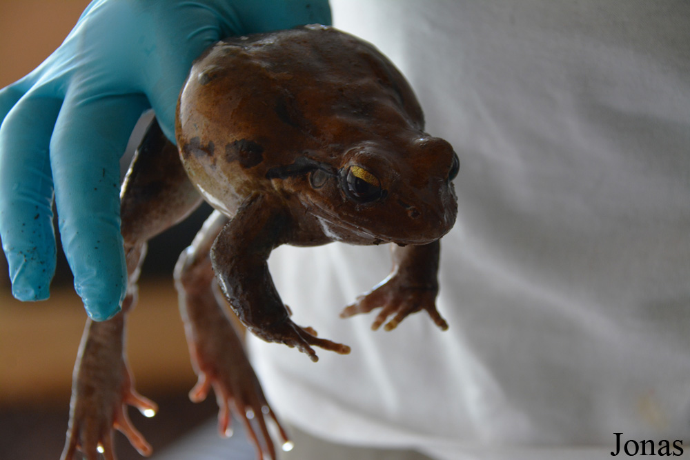 Leptodactylus fallax