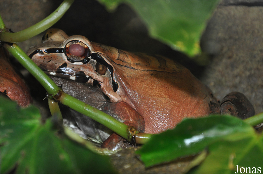 Leptodactylus pentadactylus