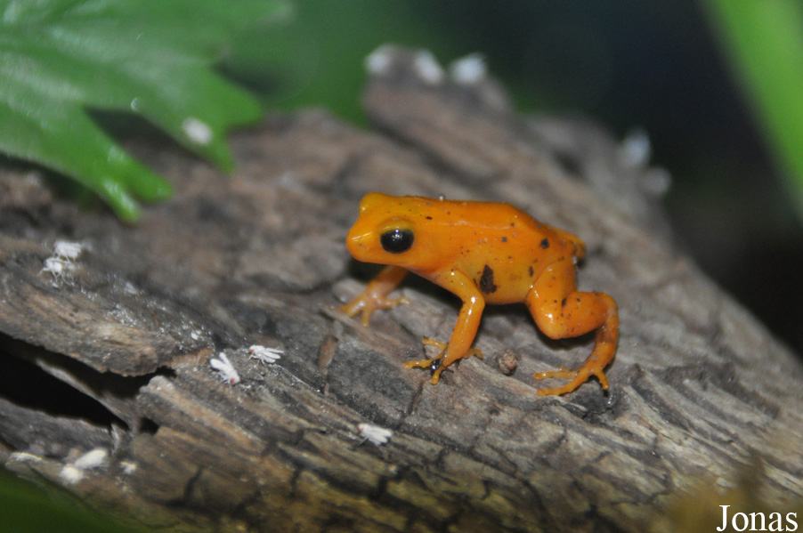 Mantella aurantiaca