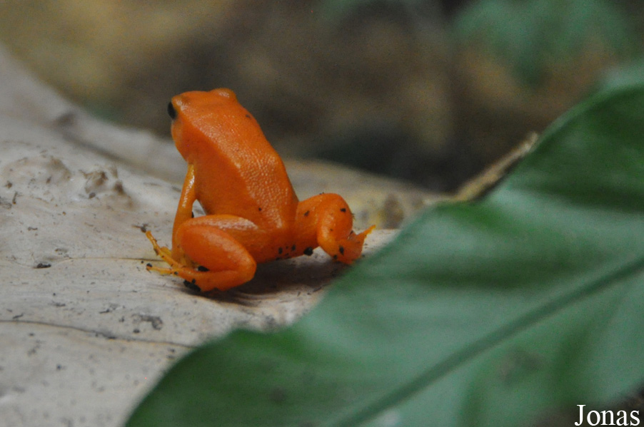 Mantella aurantiaca