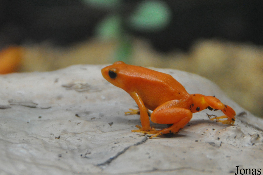 Mantella aurantiaca
