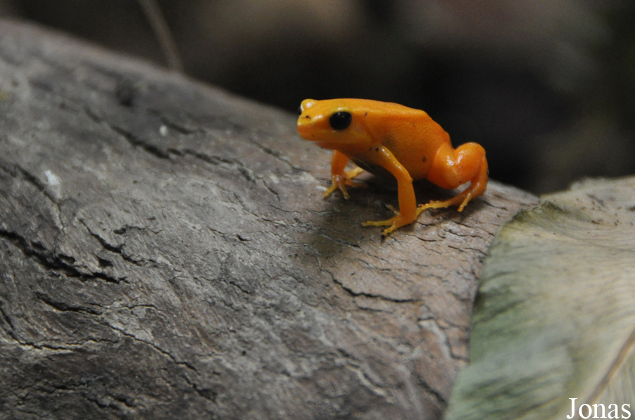 Mantella aurantiaca