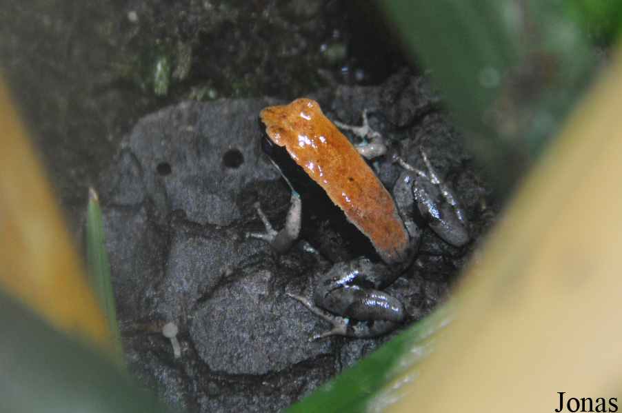 Mantella betsileo