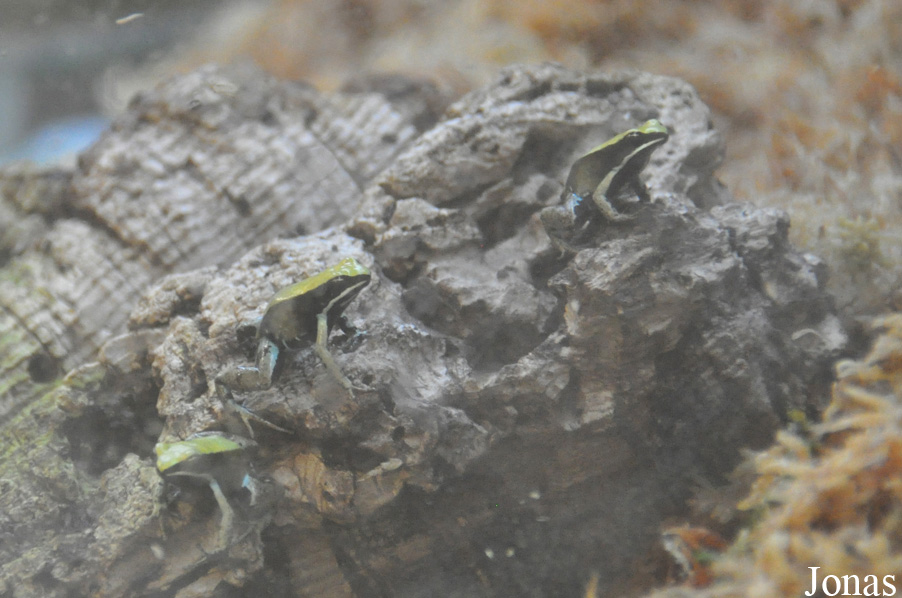 Mantella viridis