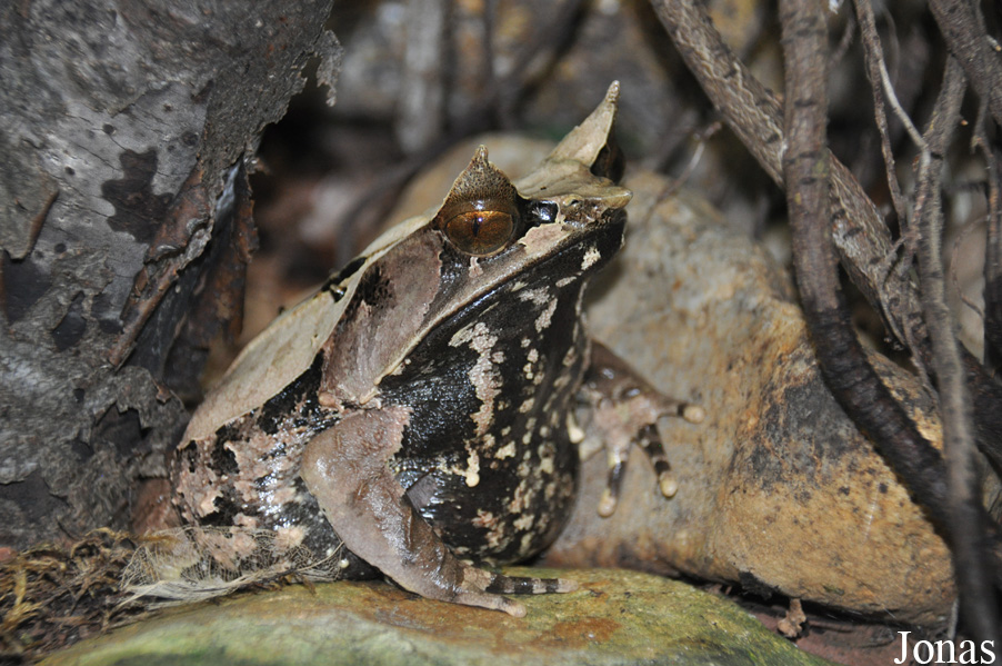 Megophrys nasuta