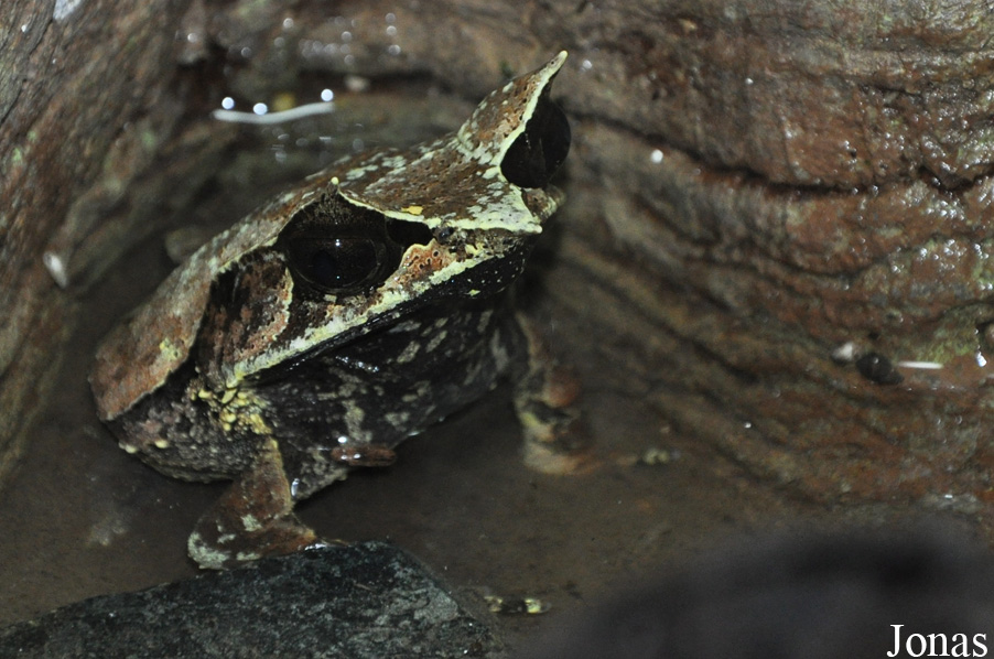 Megophrys nasuta