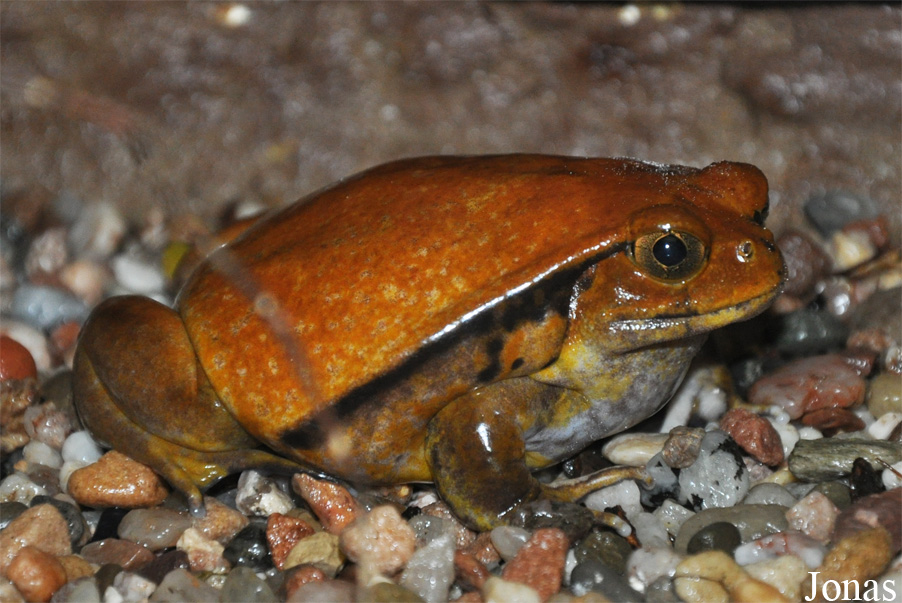 Dyscophus antongilii