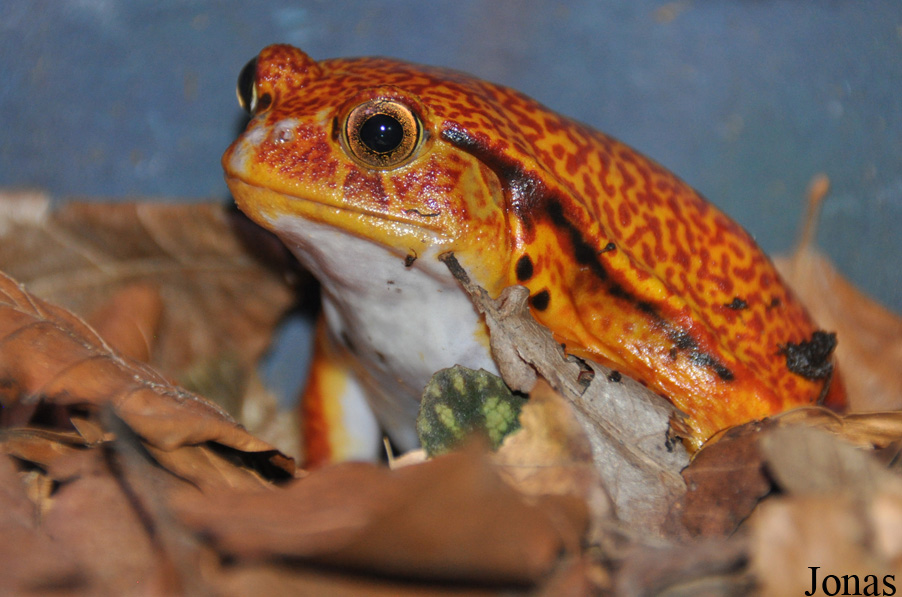 Dyscophus guineti