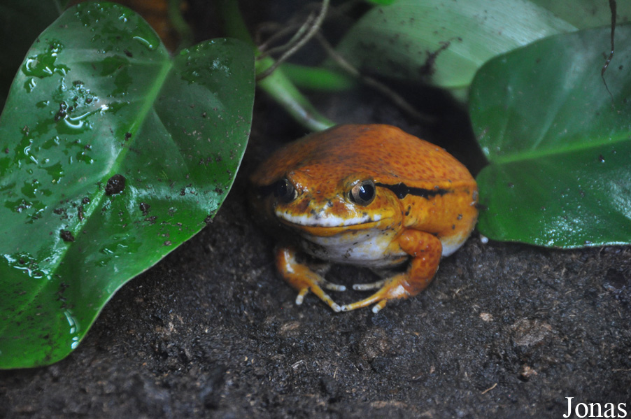 Dyscophus guineti