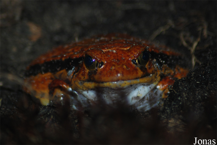 Dyscophus guineti