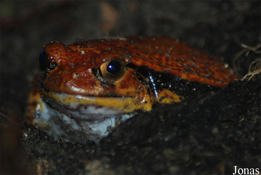 Dyscophus guineti