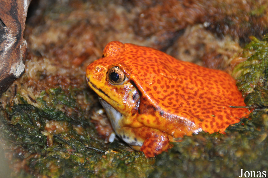 Dyscophus guineti