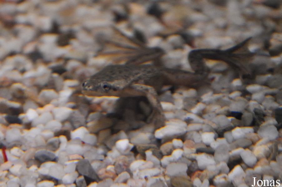 Hymenochirus boettgeri