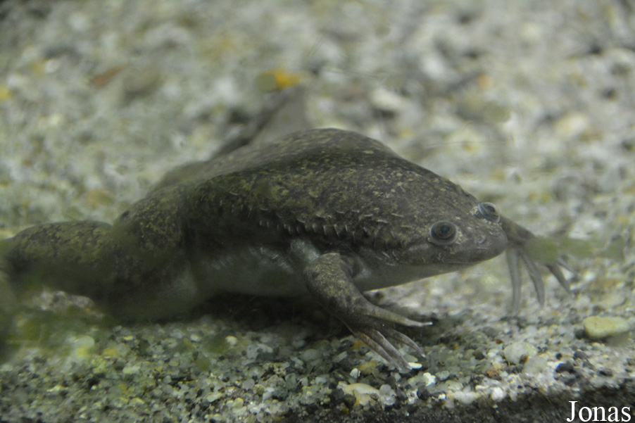 Xenopus laevis