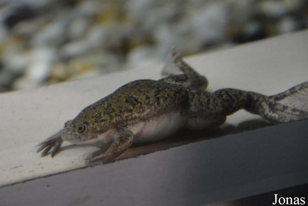Xenopus laevis
