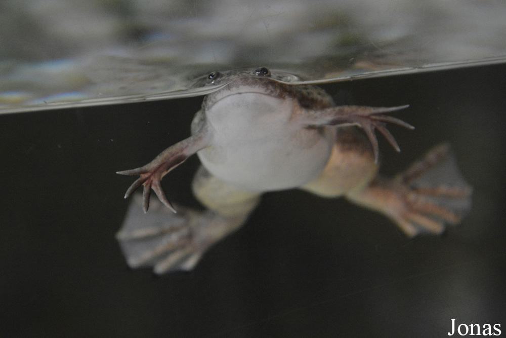 Xenopus laevis