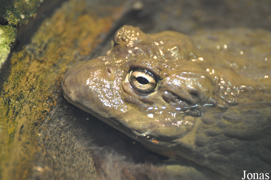 Pyxicephalus adspersus
