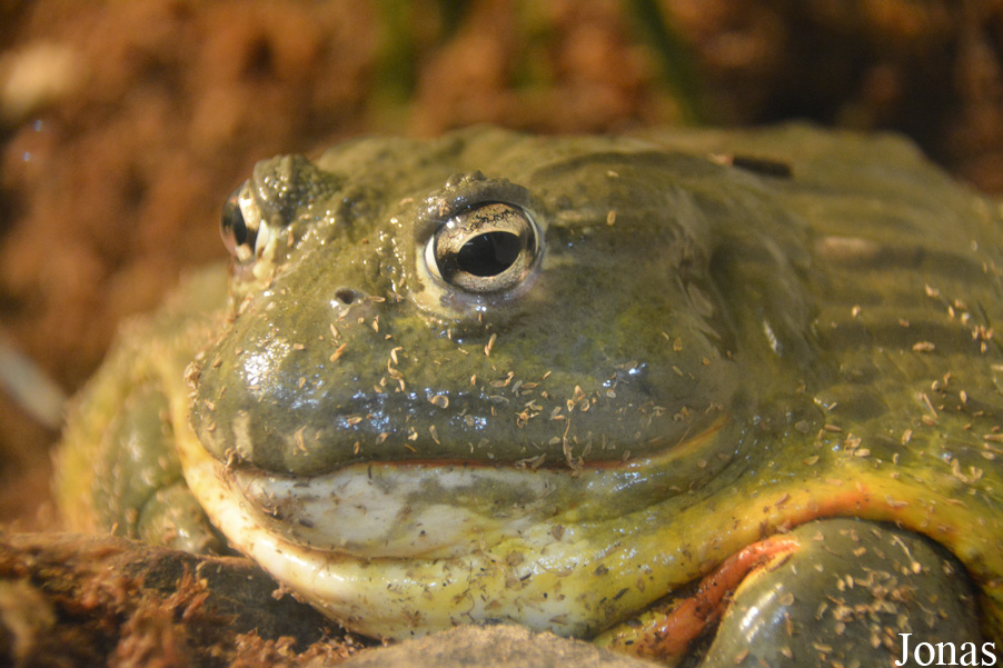Pyxicephalus adspersus