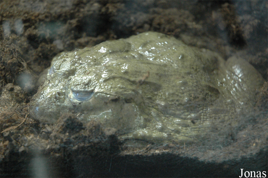 Pyxicephalus adspersus