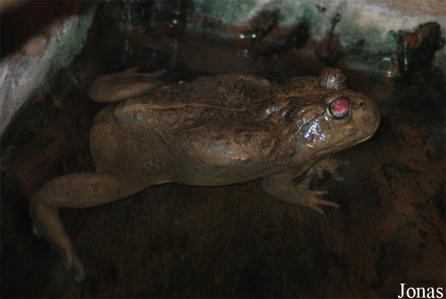 Pyxicephalus adspersus