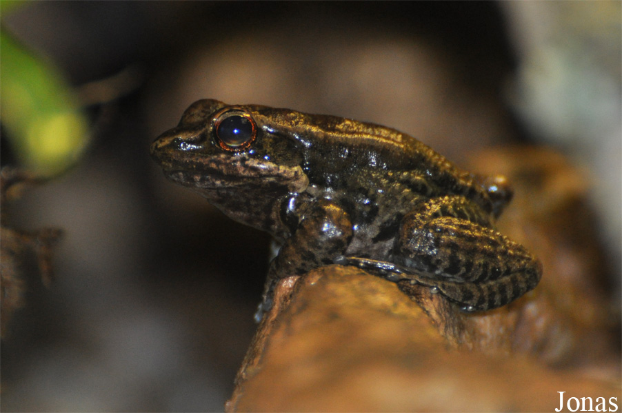 Hylarana cubitalis