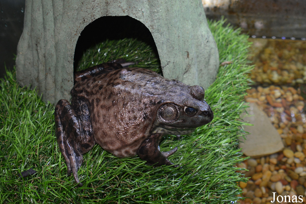 Lithobates catesbeianus