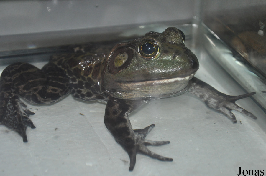 Lithobates catesbeianus