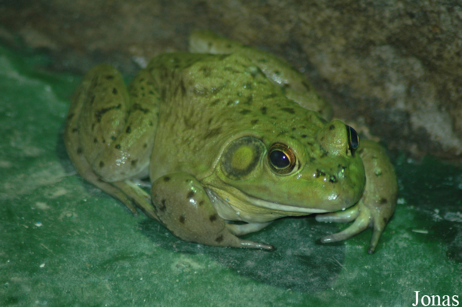 Lithobates catesbeianus