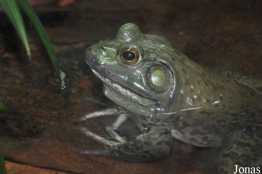 Lithobates catesbeianus