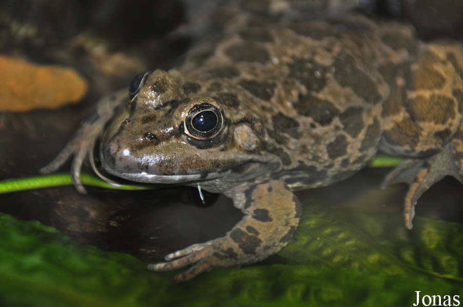 Pelophylax bedriagae