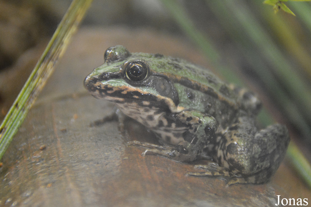Pelophylax kl. esculentus
