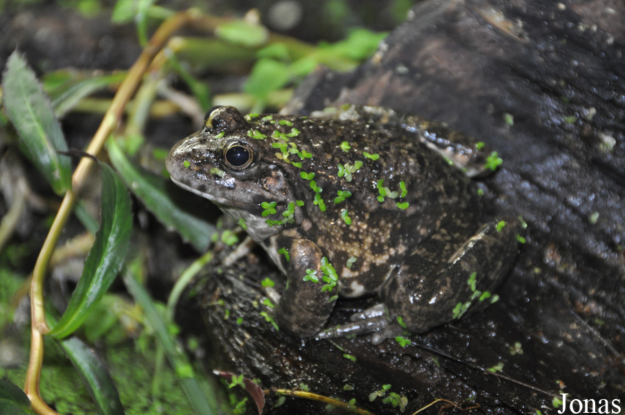 Pelophylax ridibundus
