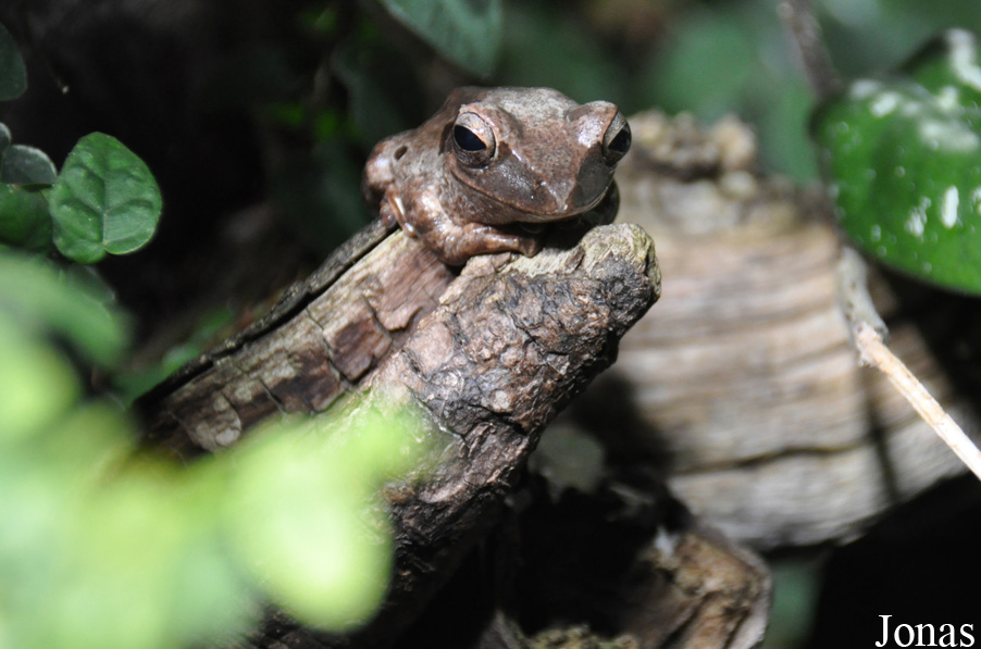 Polypedates leucomystax