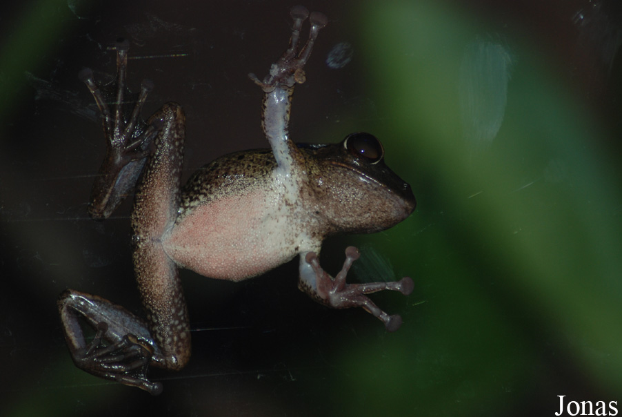 Polypedates leucomystax