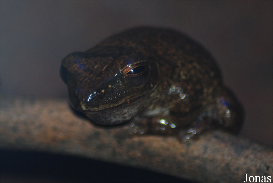 Polypedates leucomystax