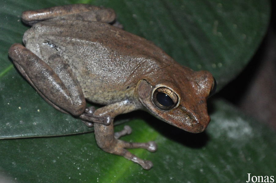 Polypedates leucomystax