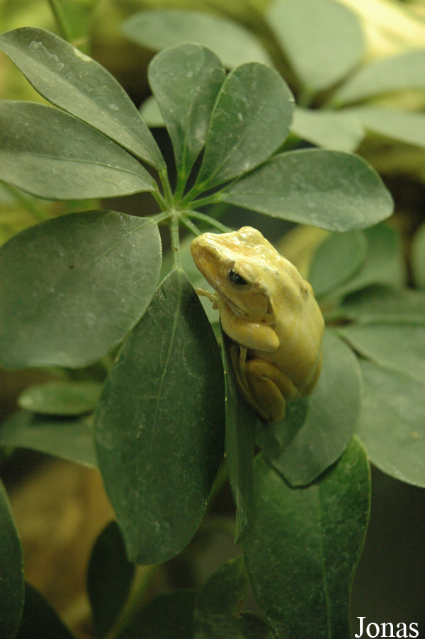 Polypedates leucomystax