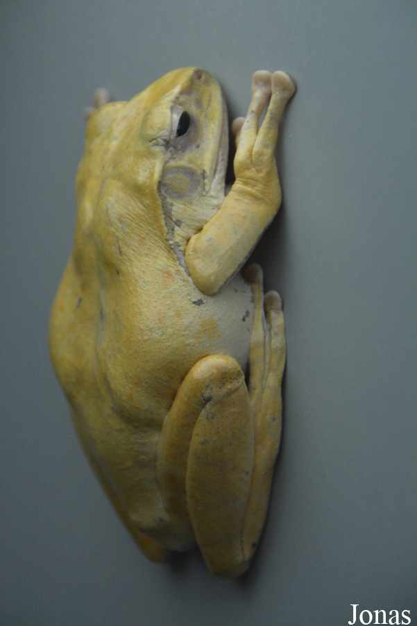 Polypedates leucomystax