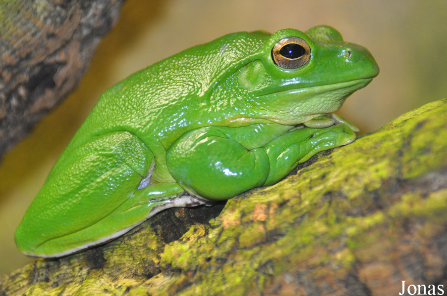 Zhangixalus dennysi