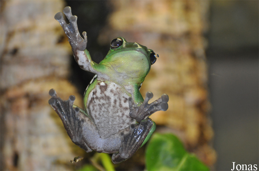 Zhangixalus dennysi