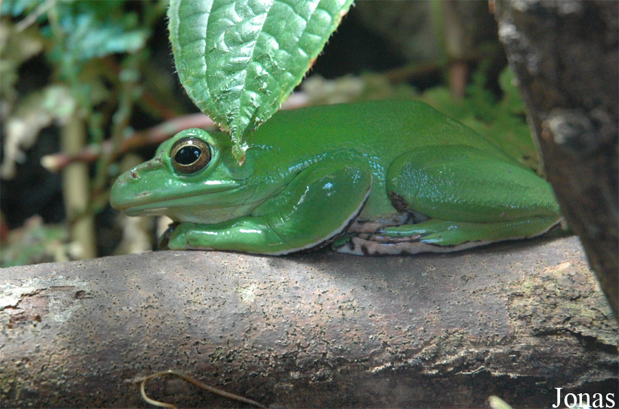 Zhangixalus dennysi