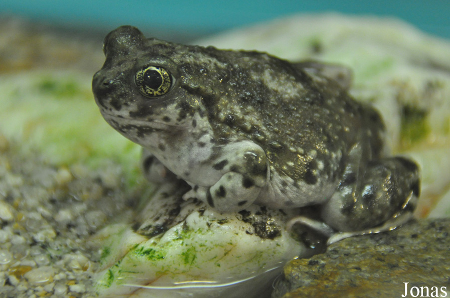 Spea hammondii