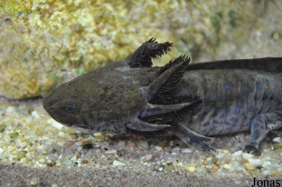 Ambystoma andersoni