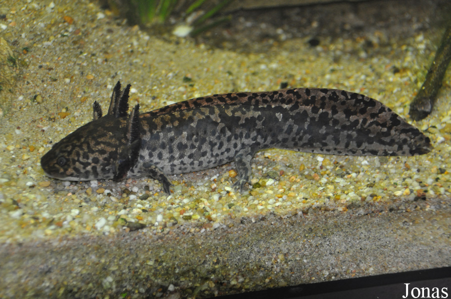 Ambystoma andersoni