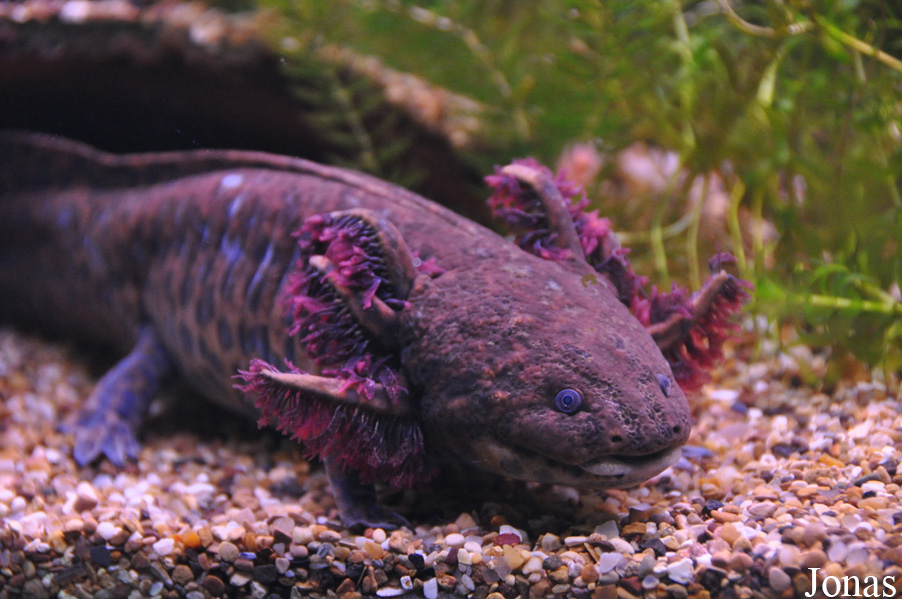 Ambystoma andersoni