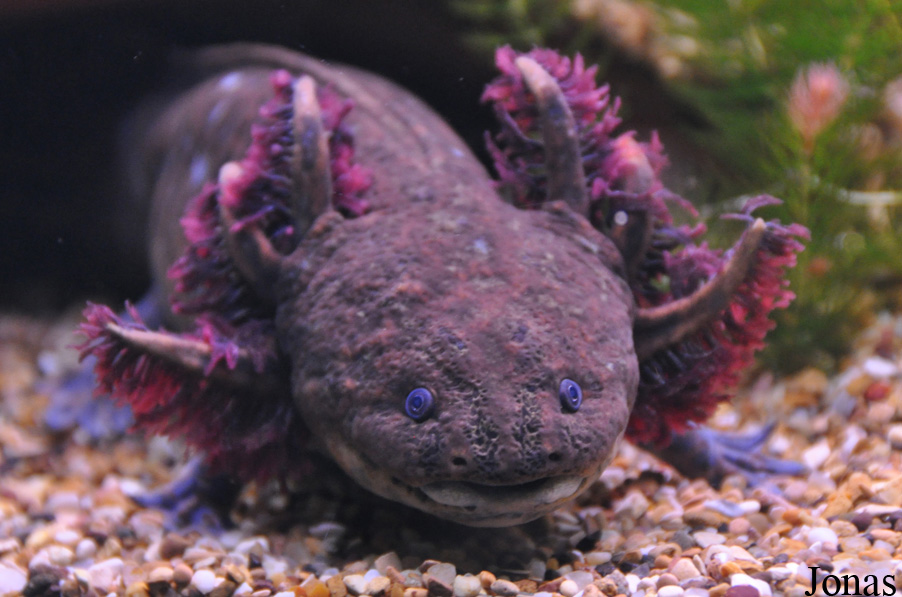 Ambystoma andersoni