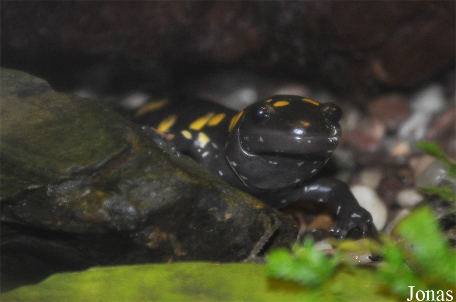 Ambystoma maculatum