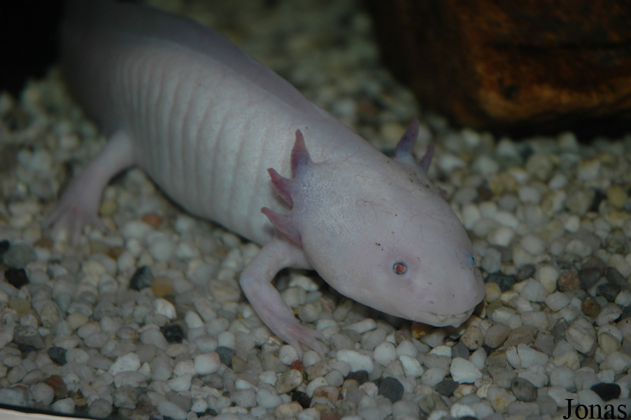 Ambystoma mexicanum