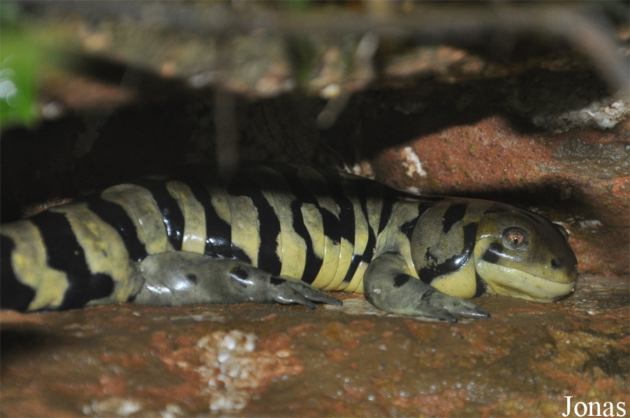 Ambystoma tigrinum