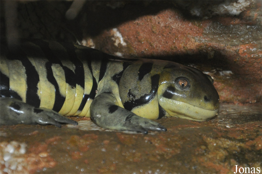 Ambystoma tigrinum